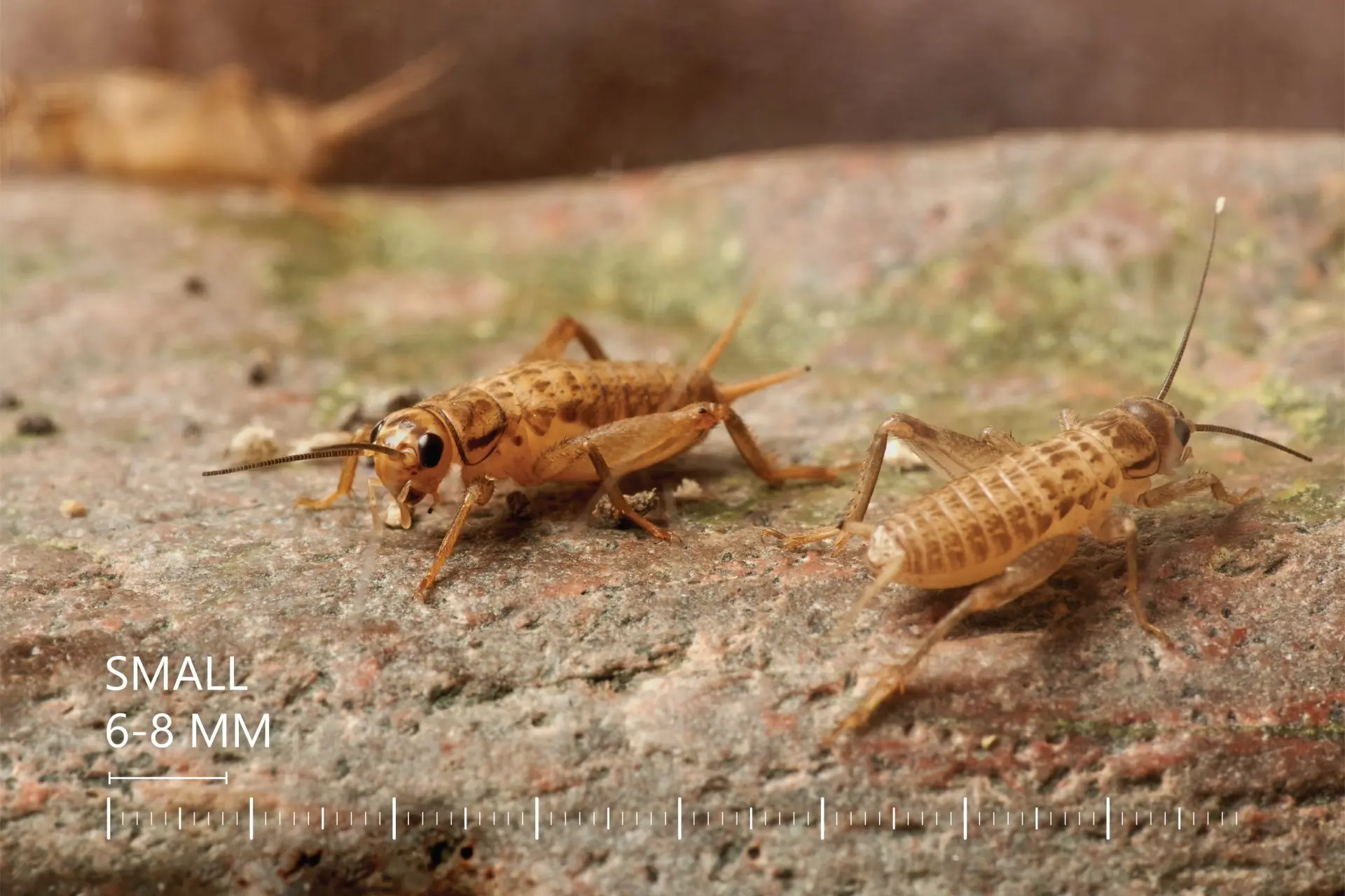Lebendfutter Futtertiere Acheta domesticus | Futterinsekten Lebende Heimchen Acheta domesticus | Gyvi svirpliai Acheta domesticus | Live crickets Acheta domesticus | Lebende Heimchen Grillen Acheta domesticus | Живые сверчки кормовые Acheta domesticus | Żywe świerszcze karmowe Acheta domesticus