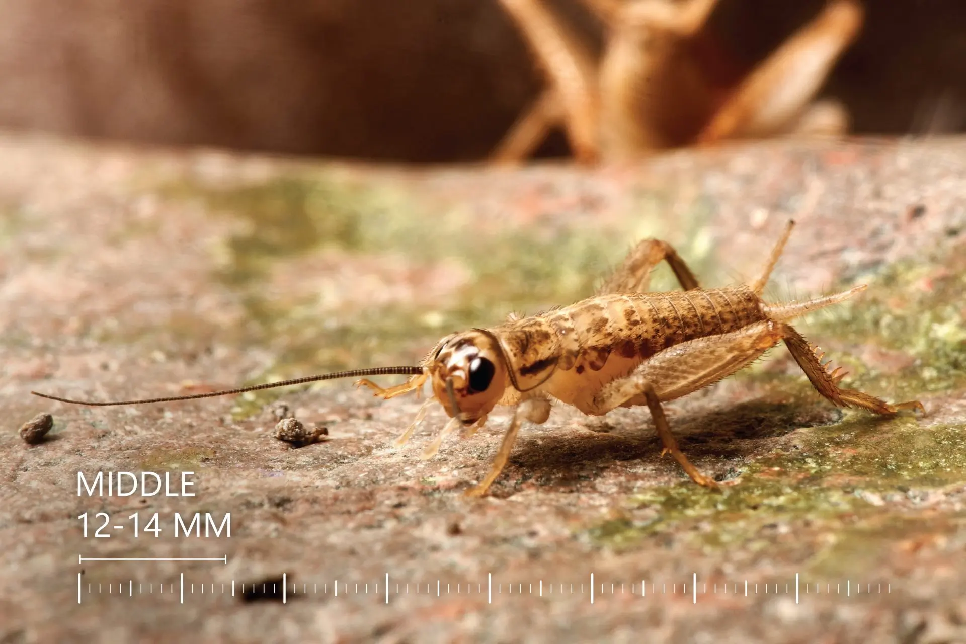 Lebendfutter Futtertiere Acheta domesticus | Futterinsekten Lebende Heimchen Acheta domesticus | Gyvi svirpliai Acheta domesticus | Live crickets Acheta domesticus | Lebende Heimchen Grillen Acheta domesticus | Живые сверчки кормовые Acheta domesticus | Żywe świerszcze karmowe Acheta domesticus