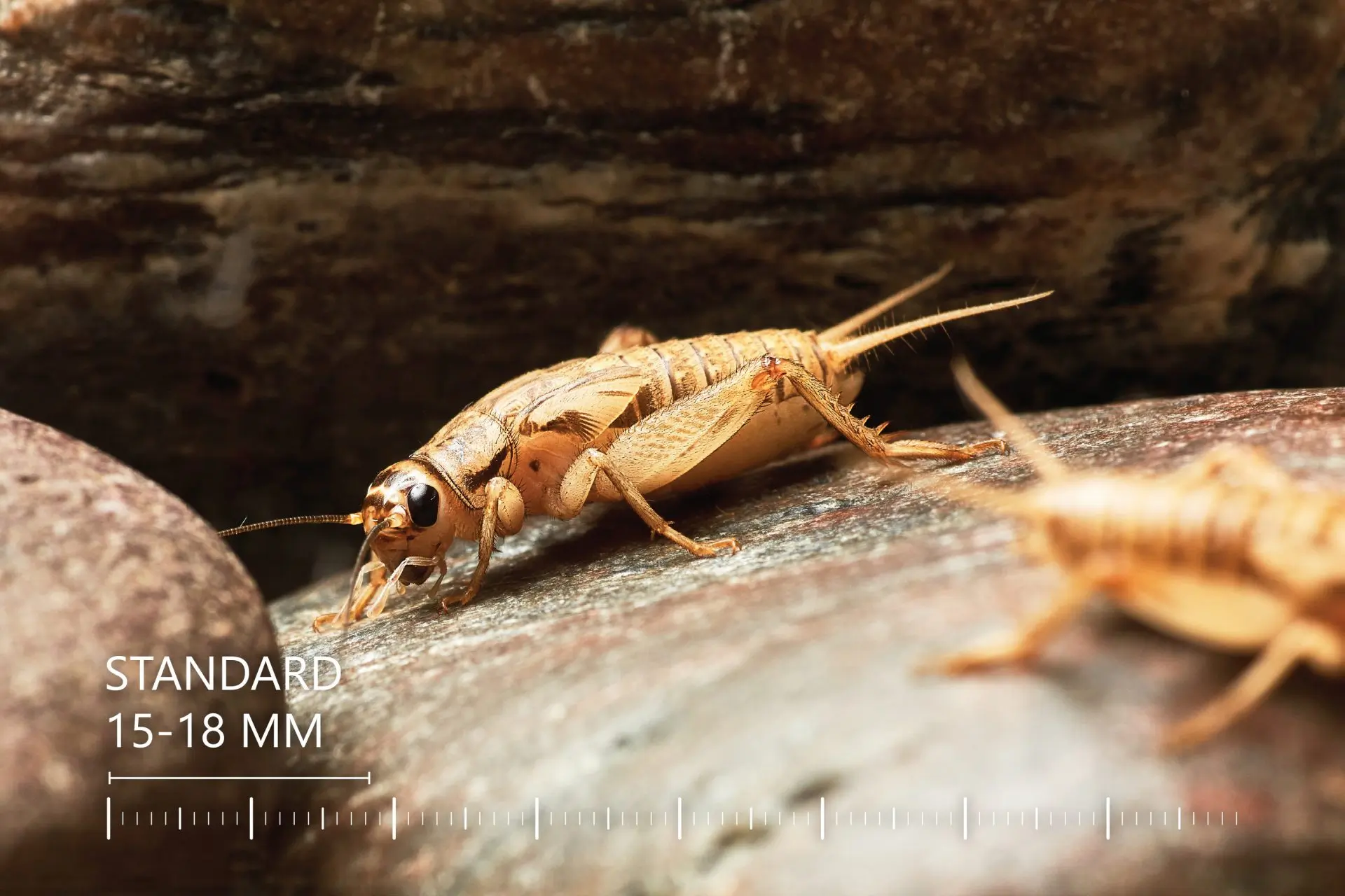 Lebendfutter Futtertiere Acheta domesticus | Futterinsekten Lebende Heimchen Acheta domesticus | Gyvi svirpliai Acheta domesticus | Live crickets Acheta domesticus | Lebende Heimchen Grillen Acheta domesticus | Живые сверчки кормовые Acheta domesticus | Żywe świerszcze karmowe Acheta domesticus