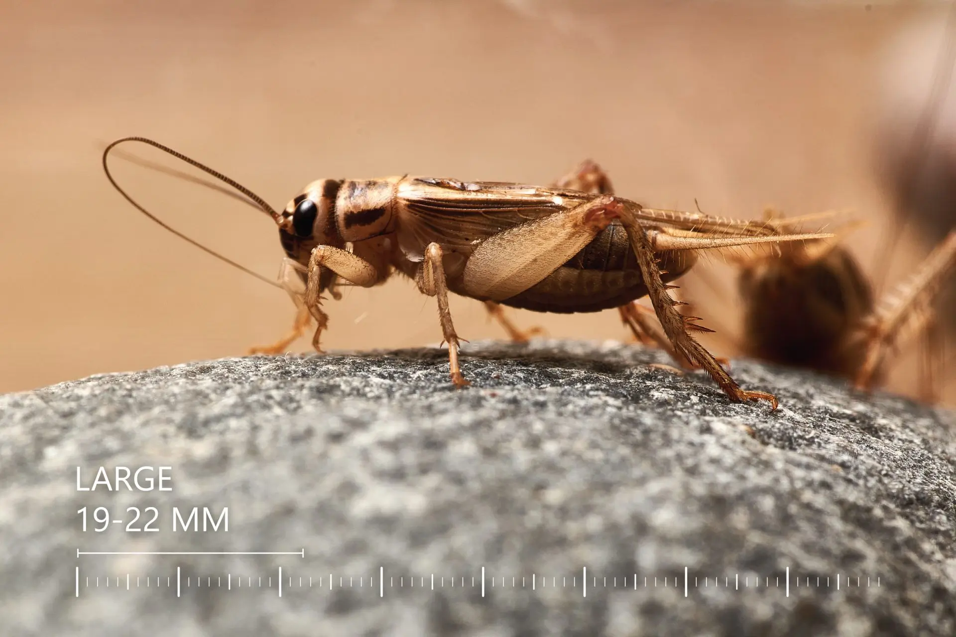 Lebendfutter Futtertiere Acheta domesticus | Futterinsekten Lebende Heimchen Acheta domesticus | Gyvi svirpliai Acheta domesticus | Live crickets Acheta domesticus | Lebende Heimchen Grillen Acheta domesticus | Живые сверчки кормовые Acheta domesticus | Żywe świerszcze karmowe Acheta domesticus