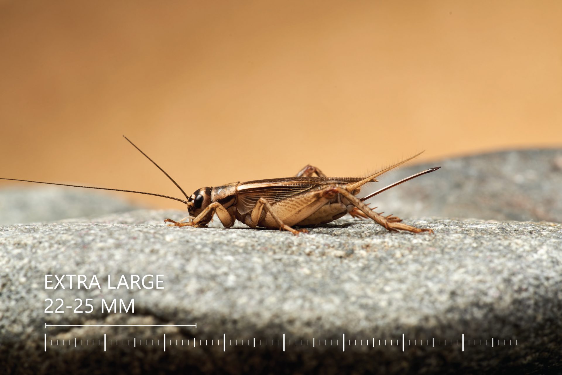 Premium Crickets - Live Insects Delivered Straight To Your Door!