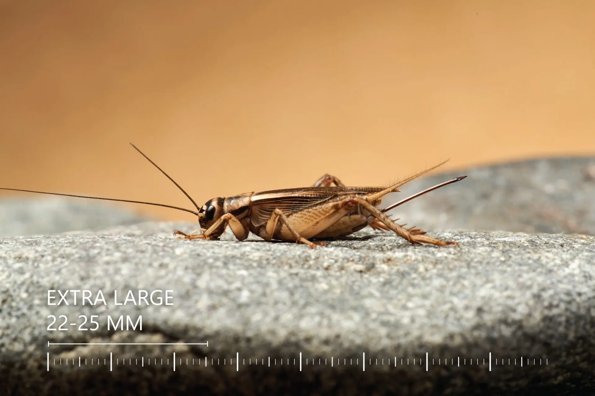 Lebendfutter Futtertiere Acheta domesticus | Futterinsekten Lebende Heimchen Acheta domesticus | Gyvi svirpliai Acheta domesticus | Live crickets Acheta domesticus | Lebende Heimchen Grillen Acheta domesticus | Живые сверчки кормовые Acheta domesticus | Żywe świerszcze karmowe Acheta domesticus