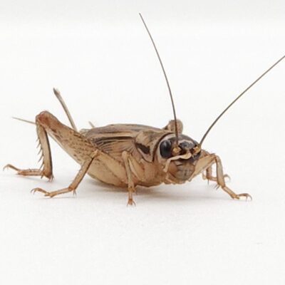 Live crickets - Live Feeder insects - Feeding insects - Acheta domesticus