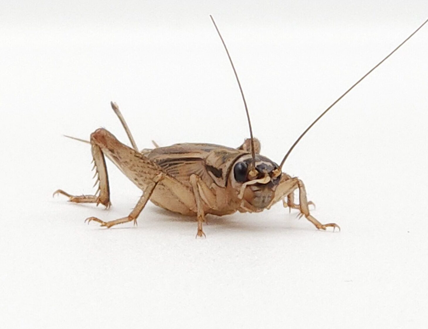 Live crickets - Live Feeder insects - Feeding insects - Acheta domesticus