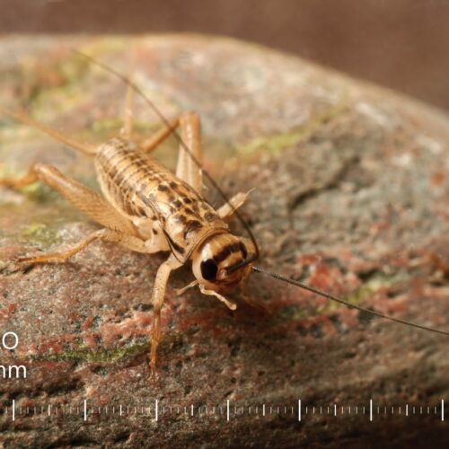 Brown cricket Mike Vrabel