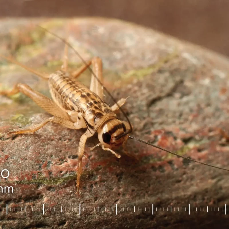 Lebendfutter Futtertiere Acheta domesticus | Futterinsekten Lebende Heimchen Acheta domesticus | Gyvi svirpliai Acheta domesticus | Live crickets Acheta domesticus | Lebende Heimchen Grillen Acheta domesticus | Живые сверчки кормовые Acheta domesticus | Żywe świerszcze karmowe Acheta domesticus