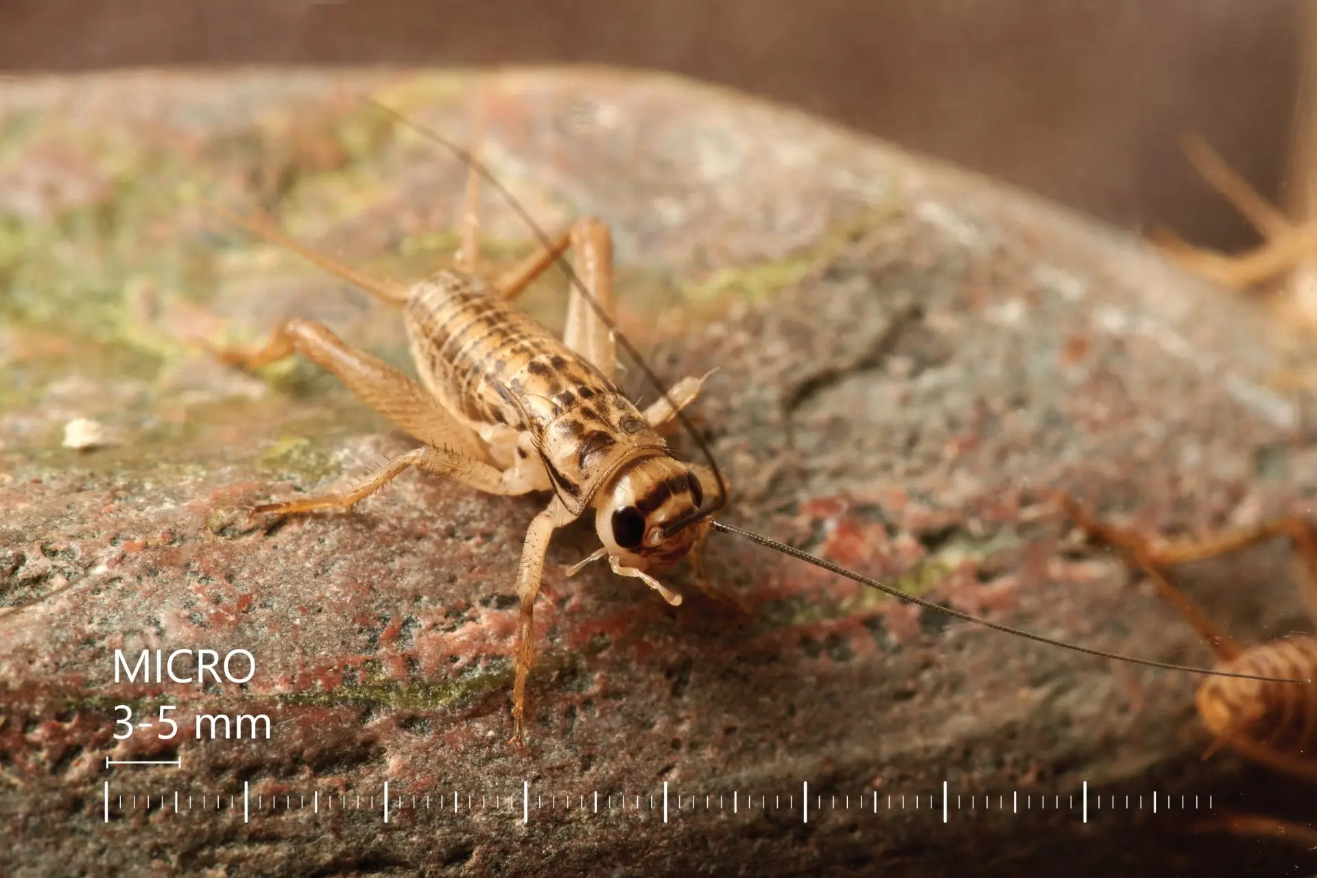 Lebendfutter Futtertiere Acheta domesticus | Futterinsekten Lebende Heimchen Acheta domesticus | Gyvi svirpliai Acheta domesticus | Live crickets Acheta domesticus | Lebende Heimchen Grillen Acheta domesticus | Живые сверчки кормовые Acheta domesticus | Żywe świerszcze karmowe Acheta domesticus