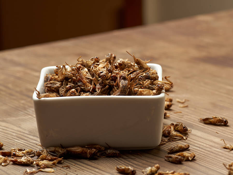 Getrocknete Heimchen Grillen Futterinsekten Futtertiere insecst dried crickets feeding insects insecst as a food (1)