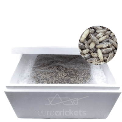 Frozen crickets - insects