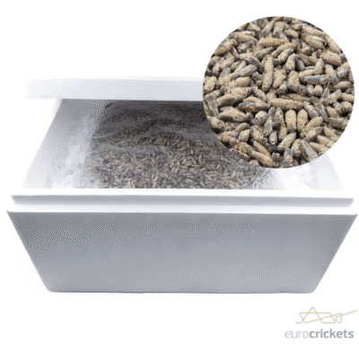 Frozen crickets - insects