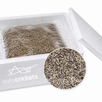 Frozen crickets - insects